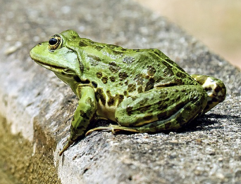 Grenouille verte